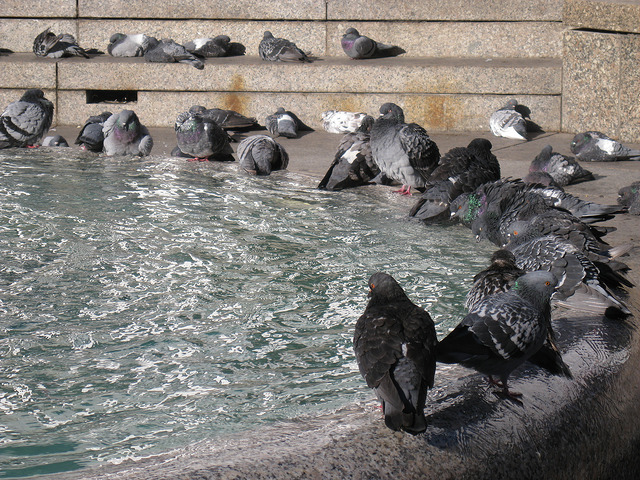 8104799742_0cf0f755c3_z